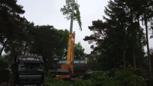 bomen rooien